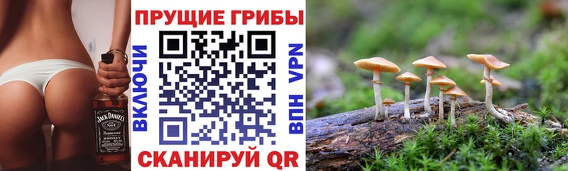 Псилоцибиновые грибы Psilocybe  мега ССЫЛКА  Кашин 